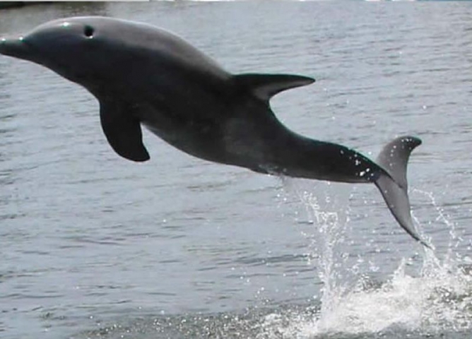 Fin Expeditions Kayaking Dolphin Leaping out of Water