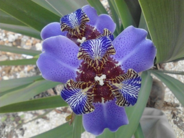 FIT Botanical Gardens Orchid