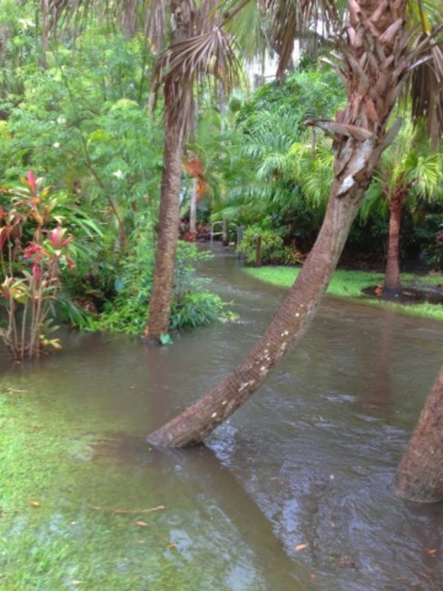 FIT Botanical Gardens Trees in Water