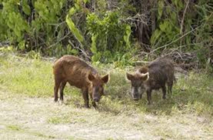 Merritt Island National Wildlife Refuge Wild Boar