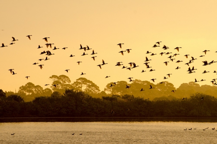 Merritt Island National Wildlife Refuge Birds Flying at Sunset