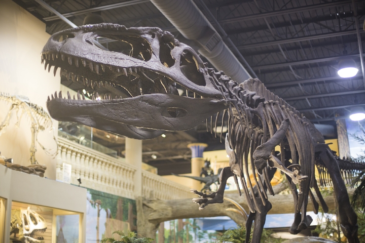 Museum of Dinosaurs & Ancient Cultures T-Rex Statue