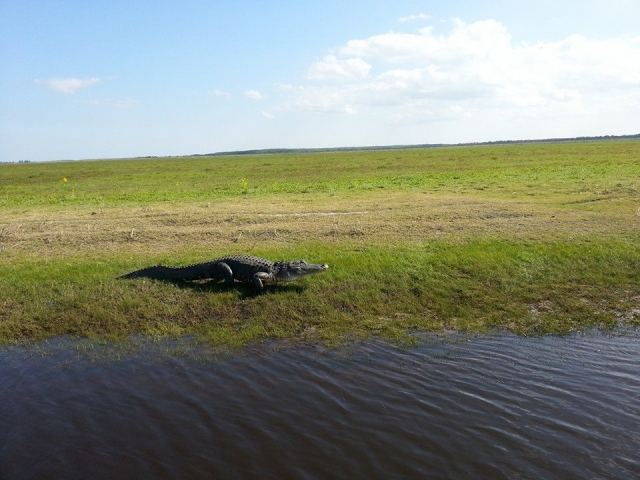 St. John's River Airboat Tour Gator Sighting