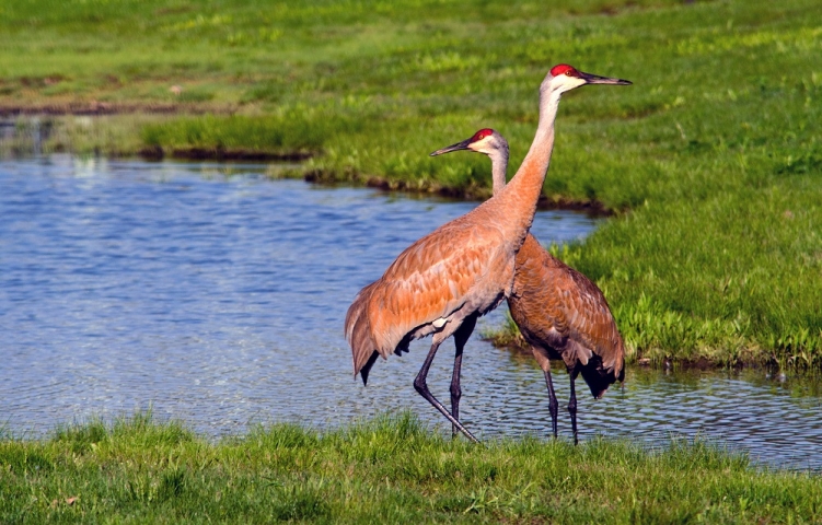 Ritch Grissom Memorial Wetlands Birds