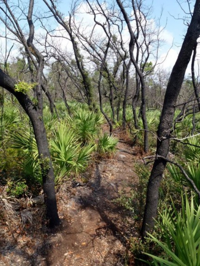 Malabar Scrub Sanctuary Trail 2