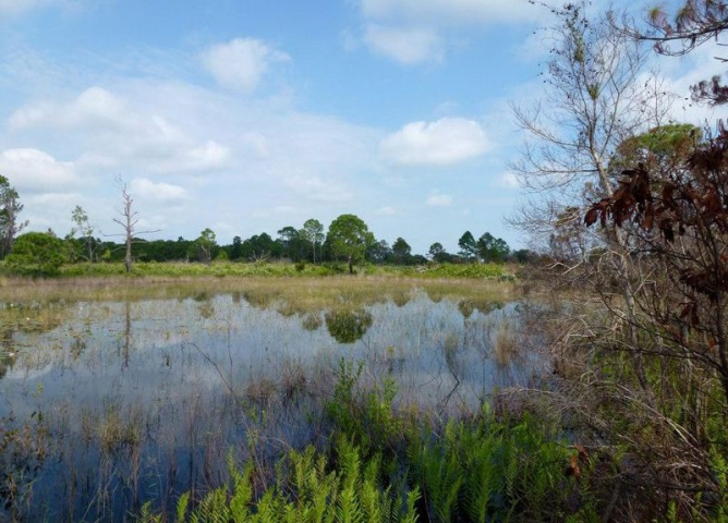 Malabar Scrub Sanctuary Swampland