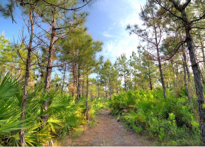 Scottsmoor Flatwoods Sanctuary Trail