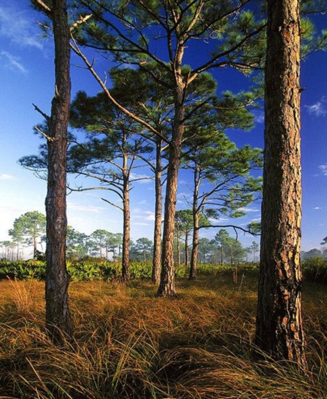 Scottsmoor Flatwoods Sanctuary Trees