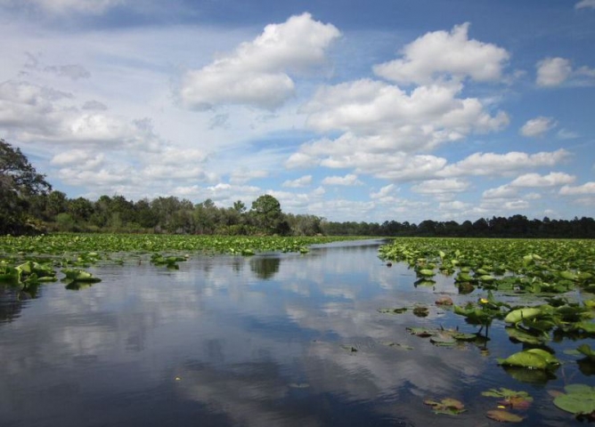 Fox Lake Park Lilypads in Water