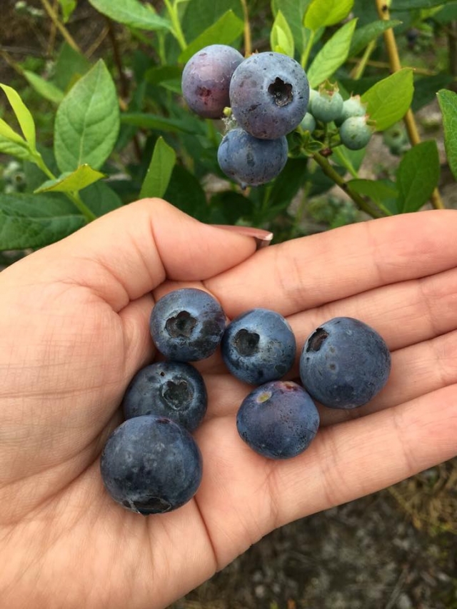 Ever After Farms Blueberries