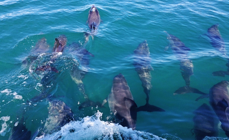 Time and Tide Dolphins