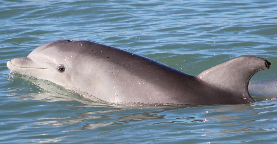 Time and Tide Dolphin Solo