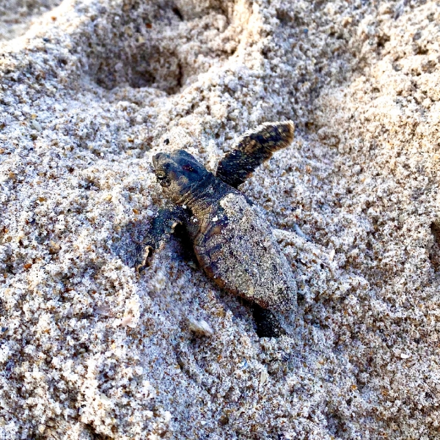 Stella Maris Environmental Research Baby Sea Turtle