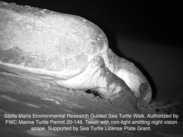 Stella Maris Environmental Research Night Vision Sea Turtle Camera with details written