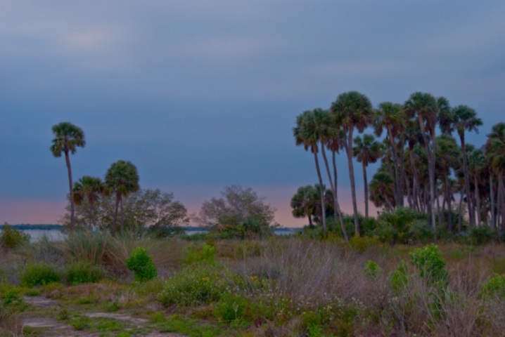Maritime Hammock Sanctuary Twilight