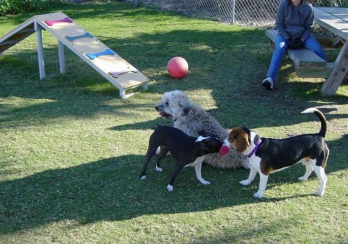 Satellite Beach Dog Park Dogs Playing