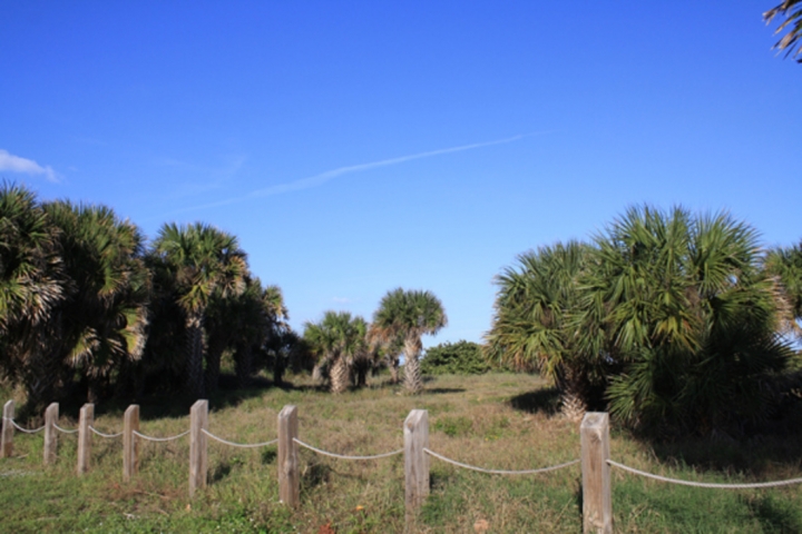 Gemini Beach Park Trees