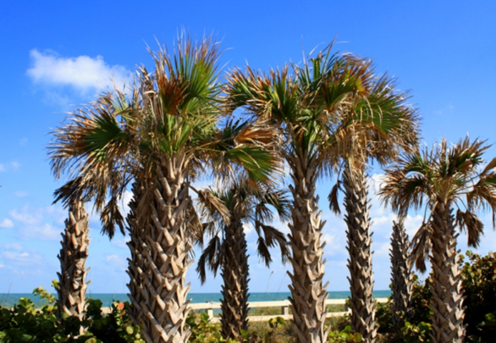 South Patrick Residents Association(S.P.R.A) Beach Park Trees