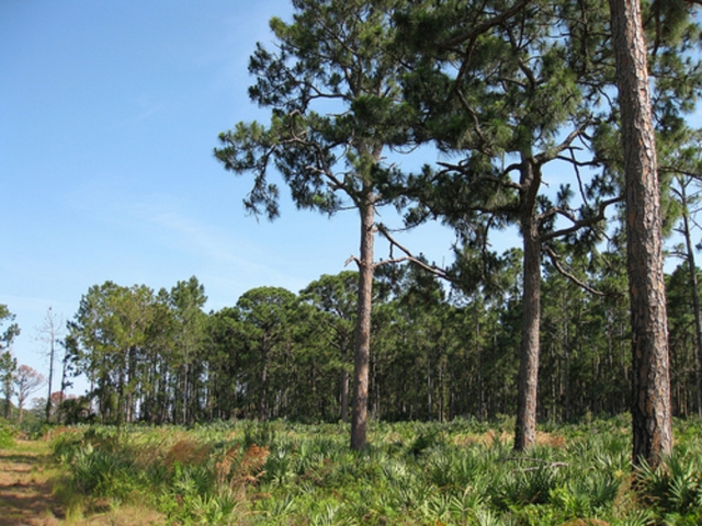 Helen and Allan Cruickshank Sanctuary Trees