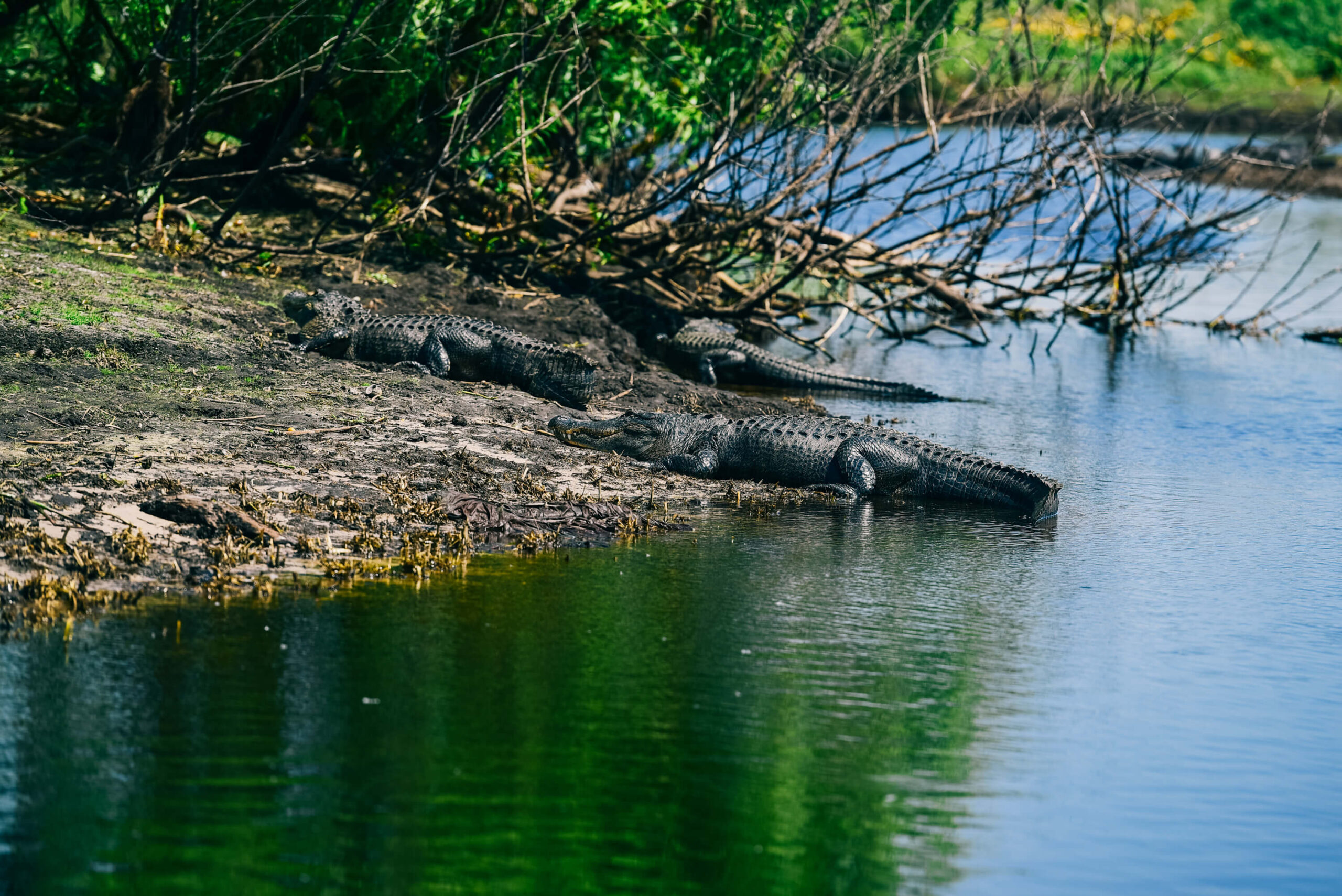 Alligator viewing from an airboat tour