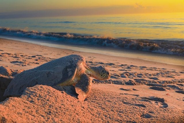 nesting loggerhead sea turtle