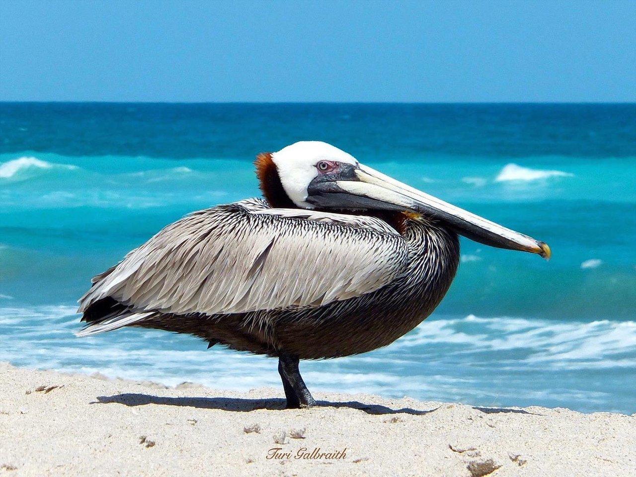brown pelican hanging out at the beach