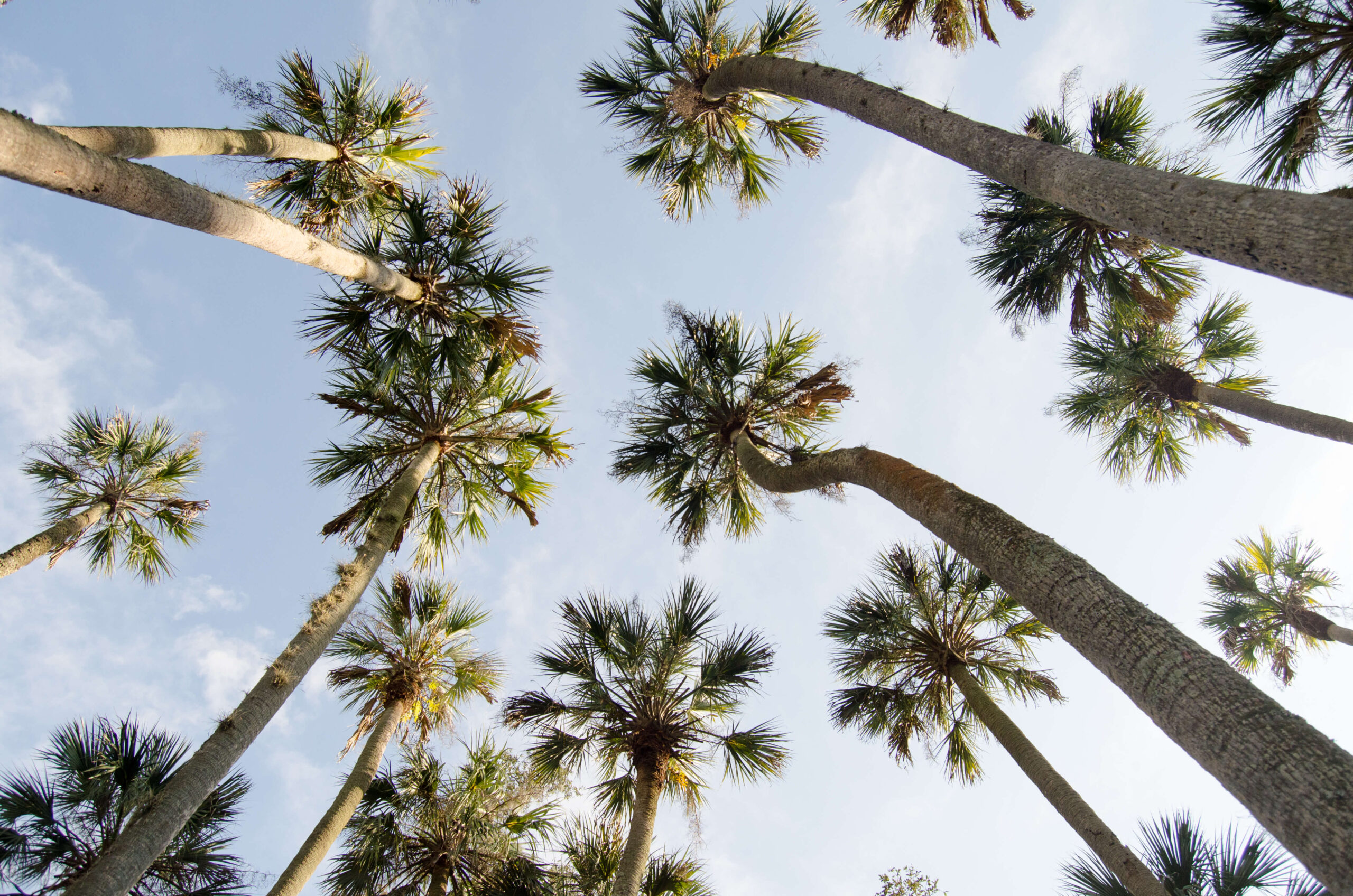 Space Coast Palm Trees