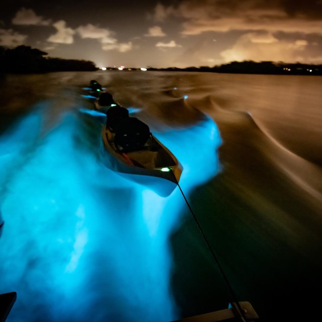 Bioluminescence Kayaking