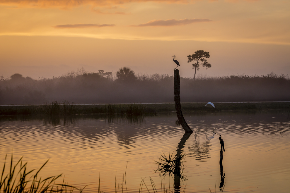 Egrets at dawn