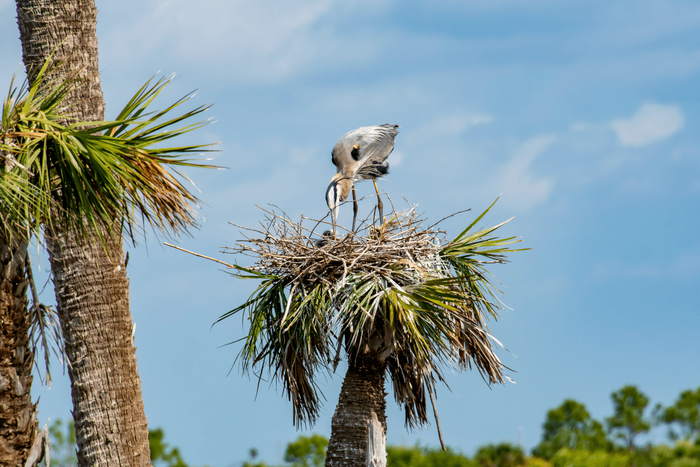 Bird in a nest