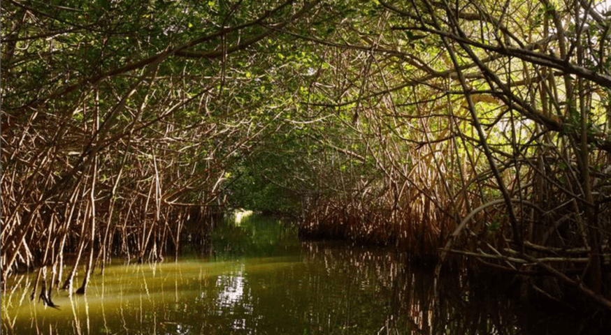 Fin Expeditions Kayaking Mangroves