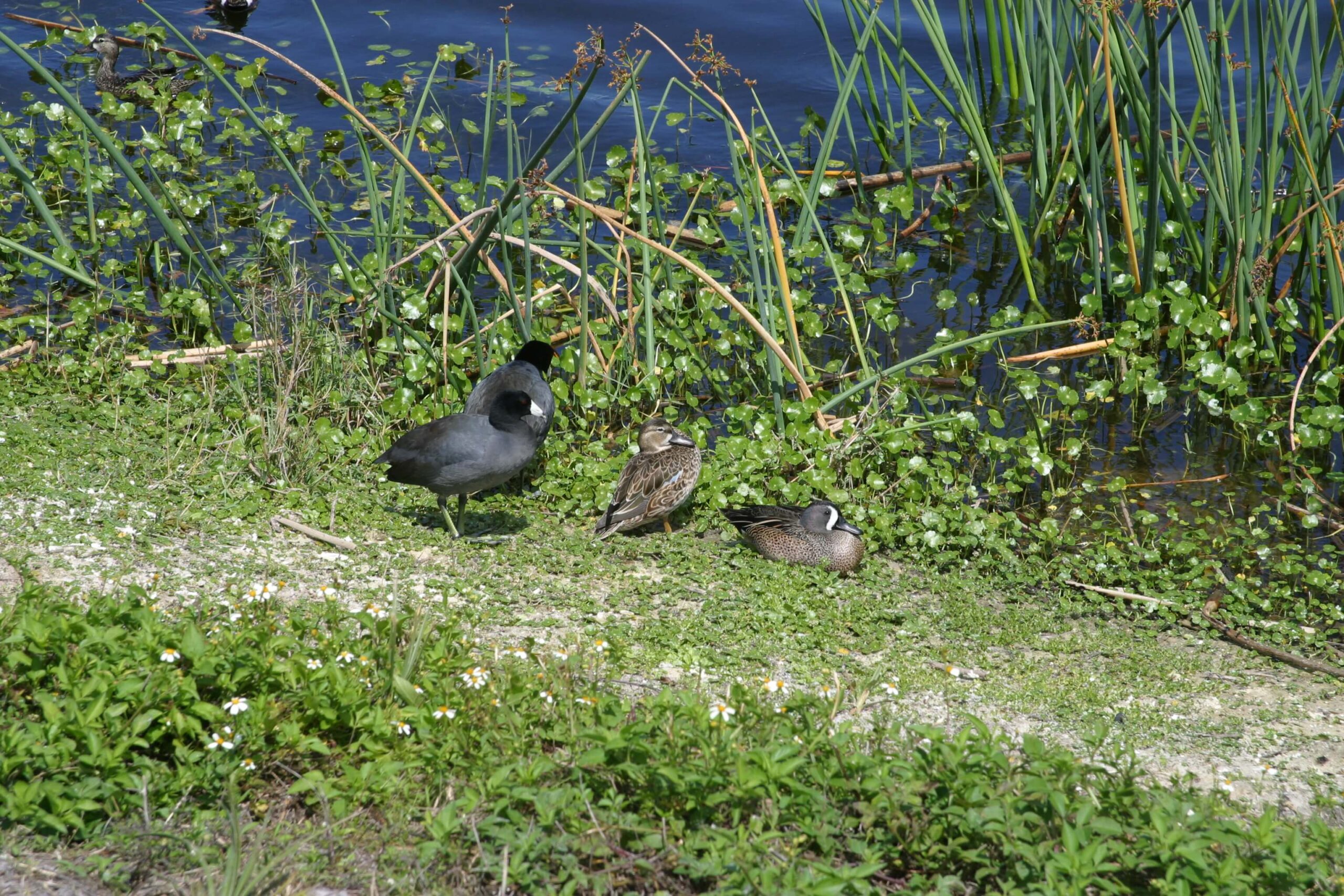 Ducks at waterside