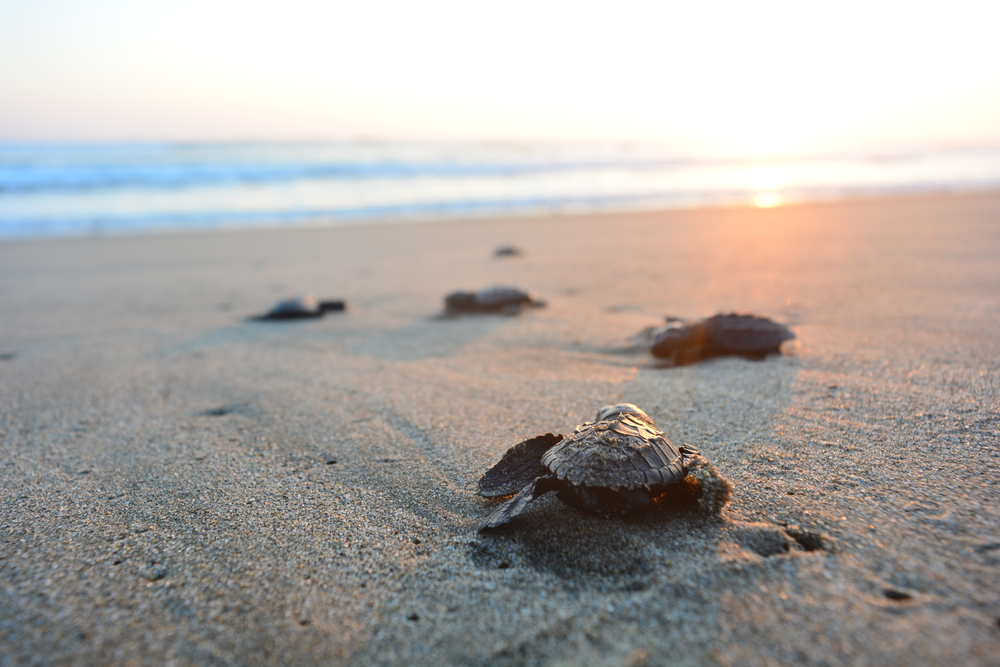 baby sea turtles head towards ocean