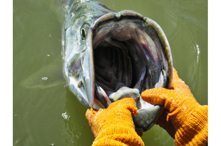 the interior of a fish's mouth