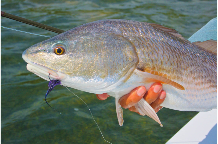 Close up of a fish