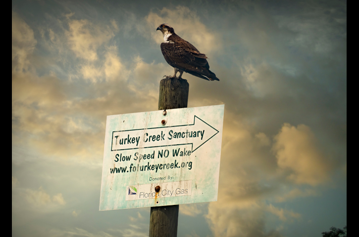 Osprey perched on a sign for Turkey Creek Sanctuary