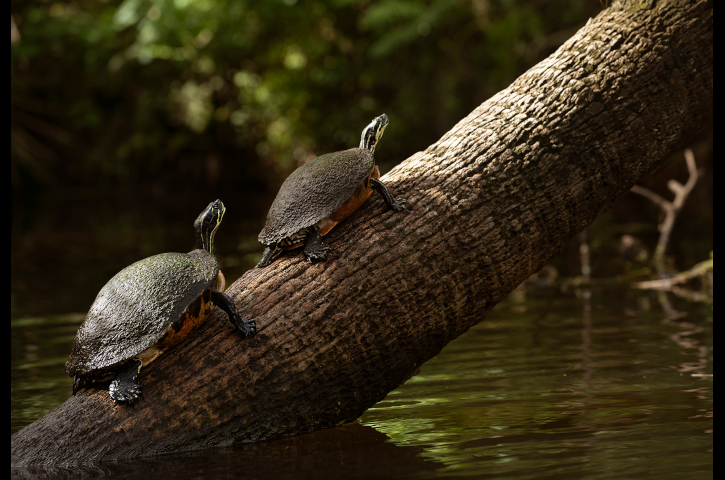 Turtles sunbathe on a partially submerged tree