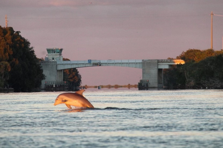 Dolphin jumping in Haulover Canal