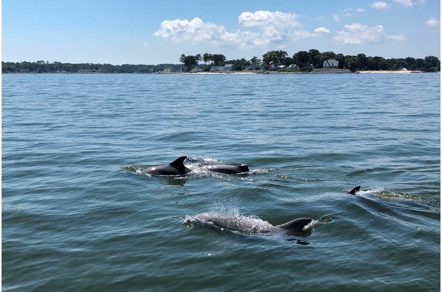 Dolphins in the Indian River