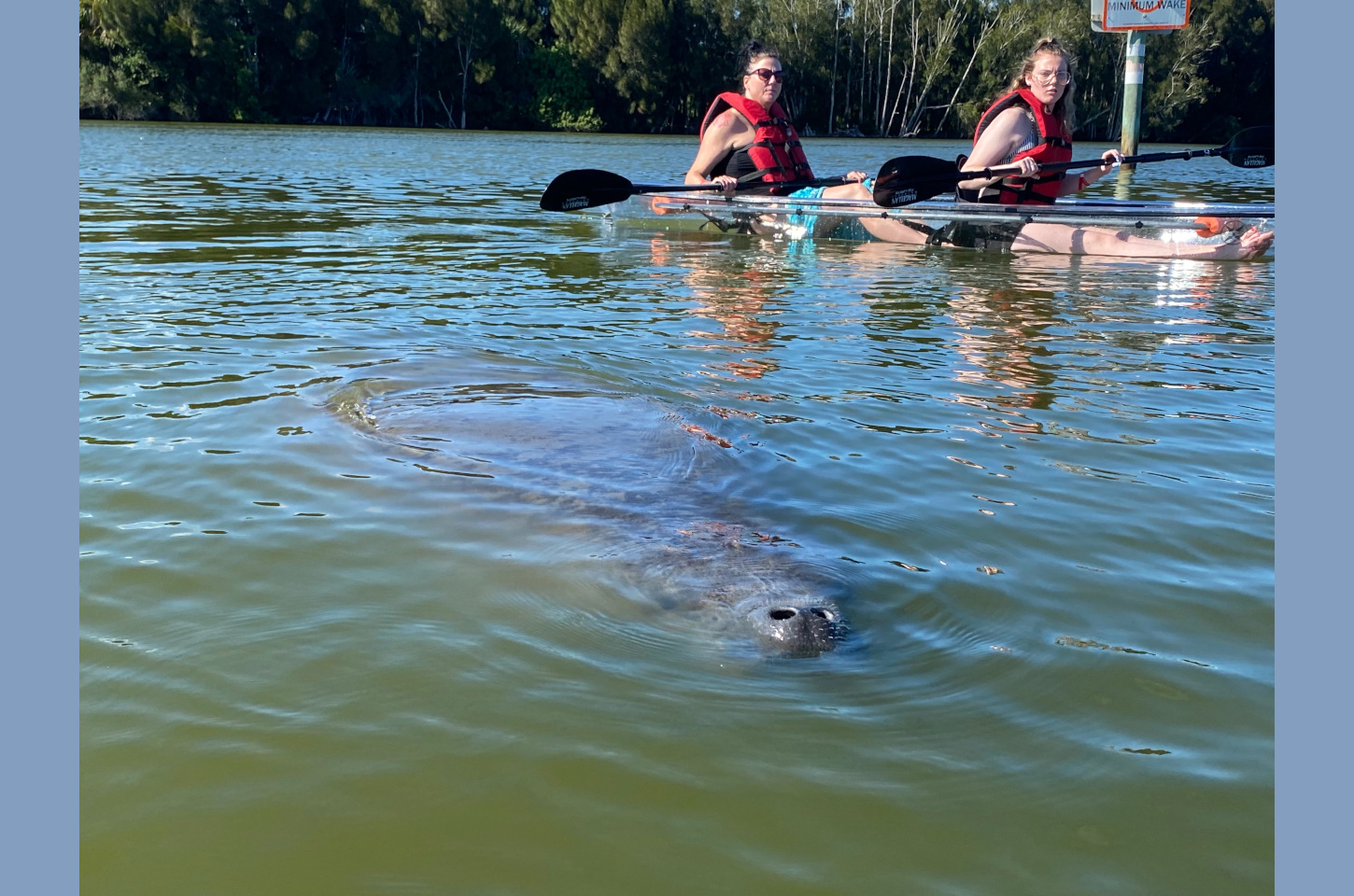 Kayakers on the Indian River with a manatee