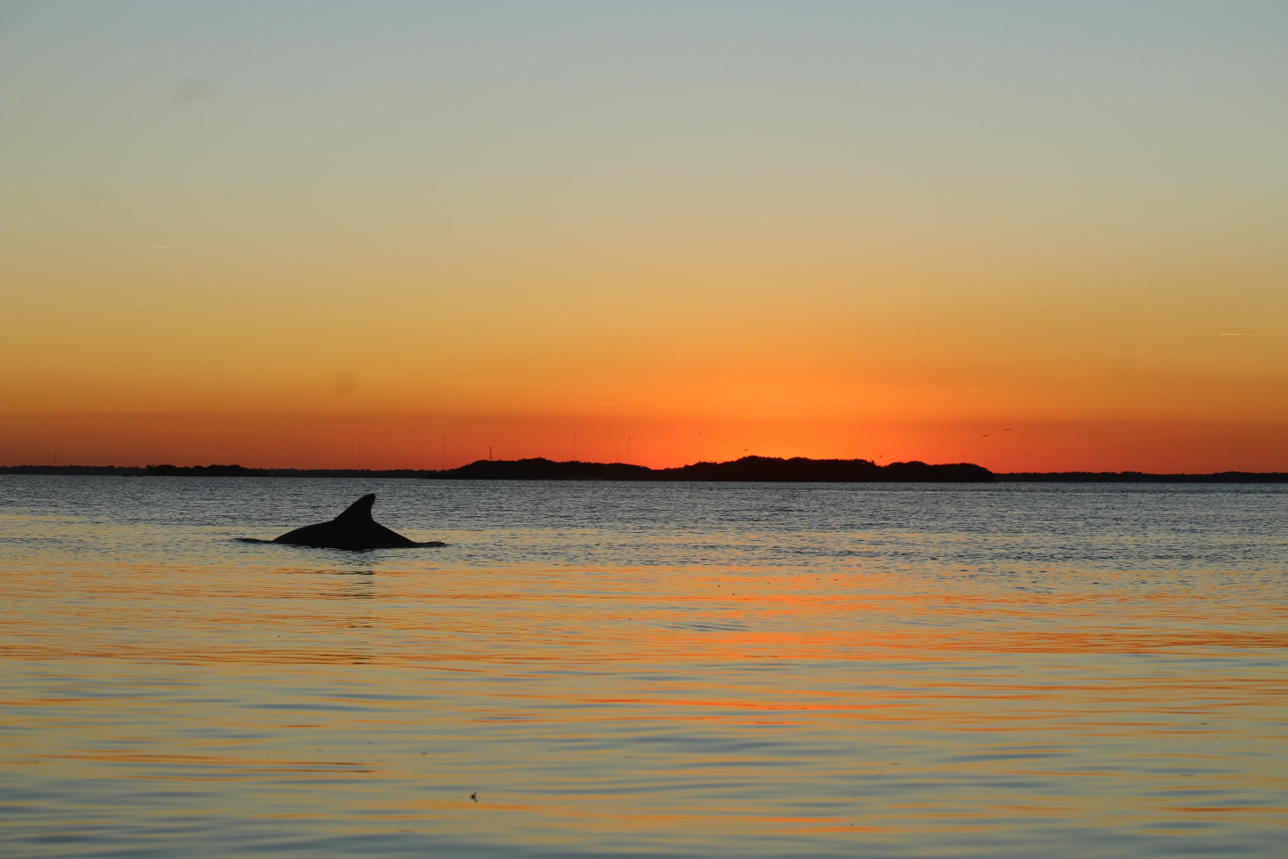 Dolphin on the Indian River at sunset