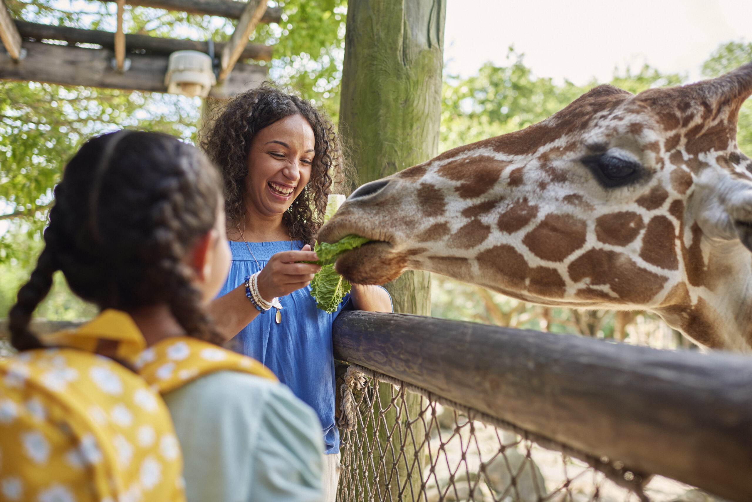 feeding giraffes