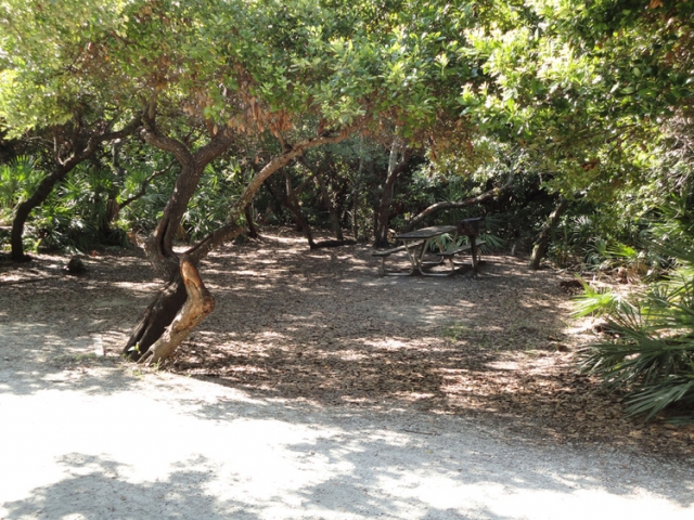 Jetty Park Trees