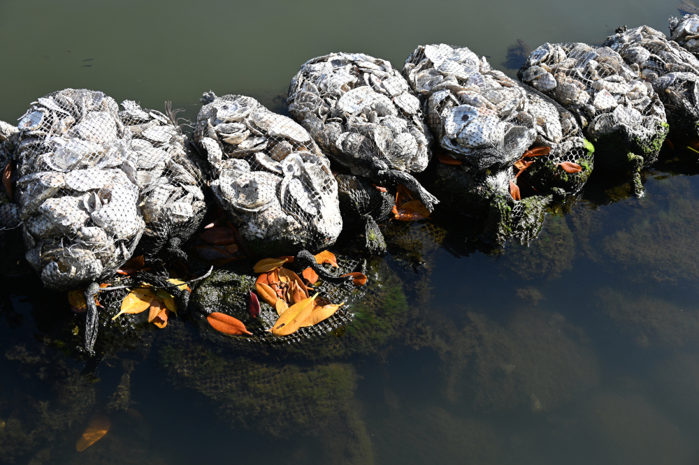 Oyster mats at the Samsons island site