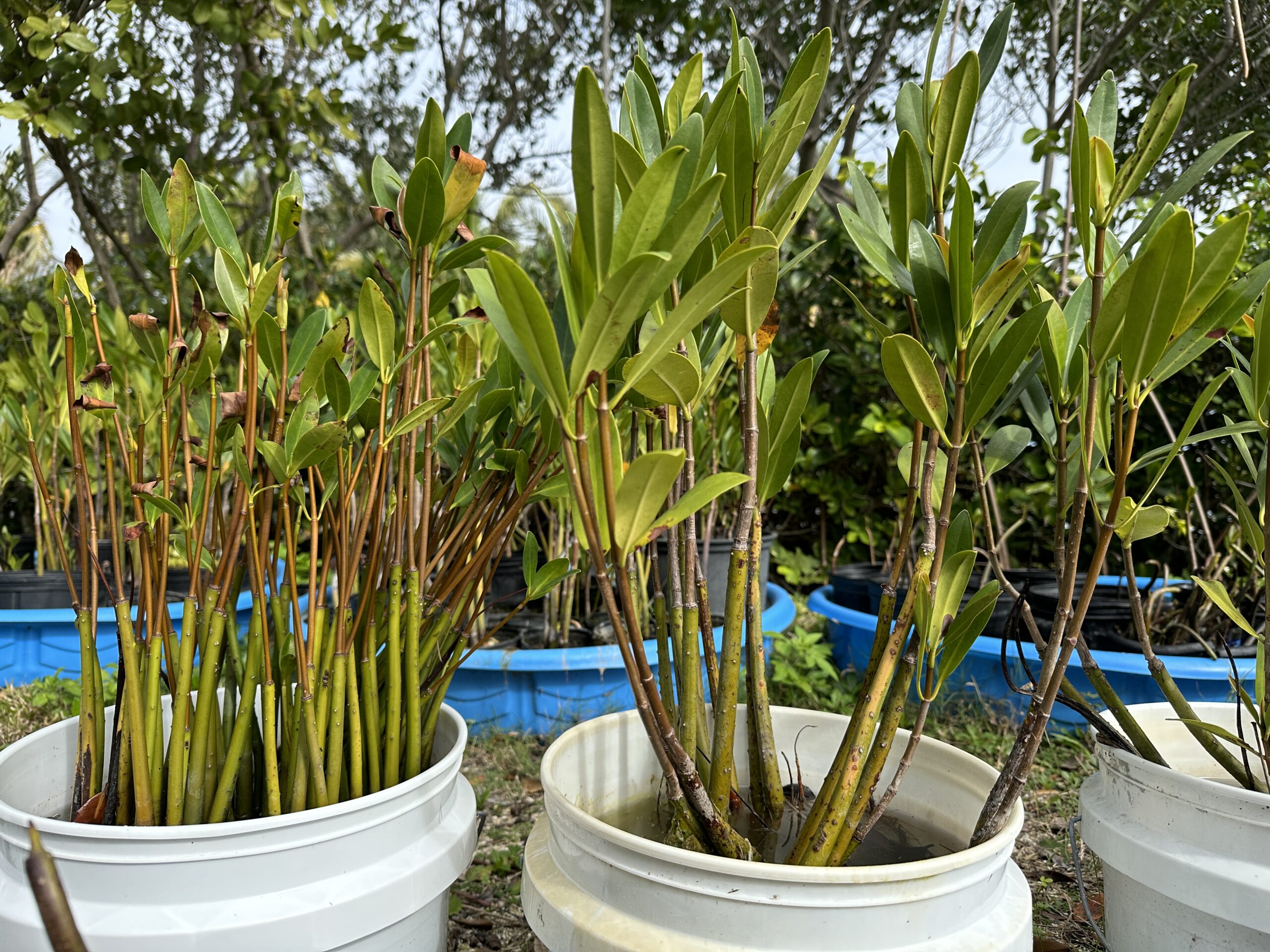 growing mangroves in buckets