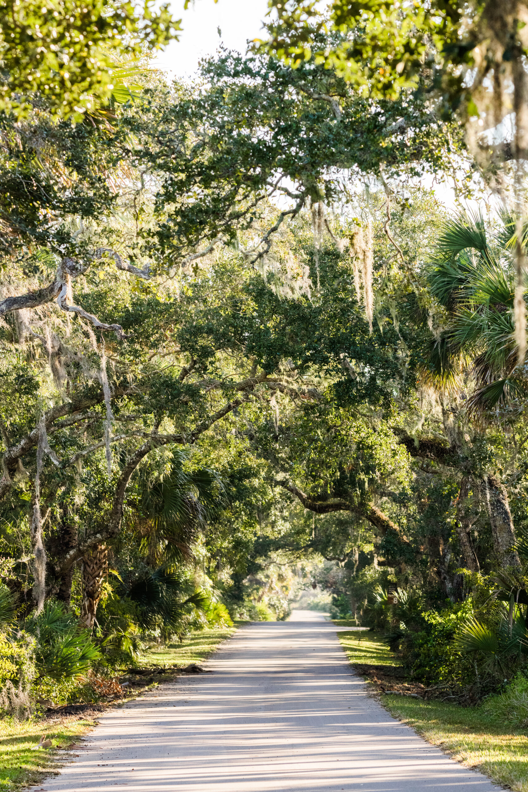 trail at the canaveral national seashore