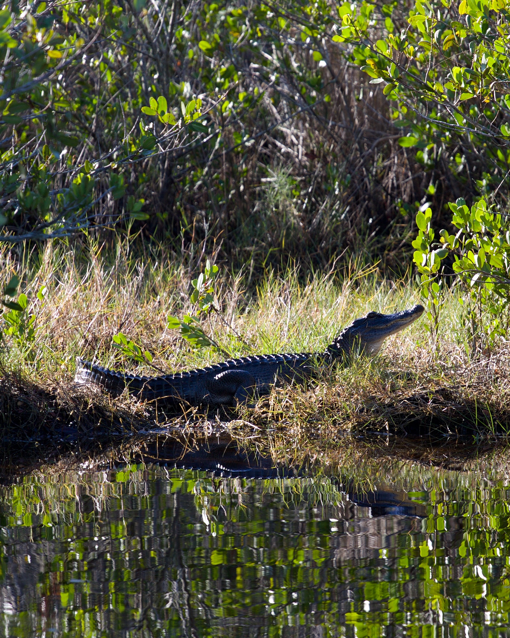 alligator at the merritt island national wildlife refuge - photo credit to the merritt island national wildlife refuge