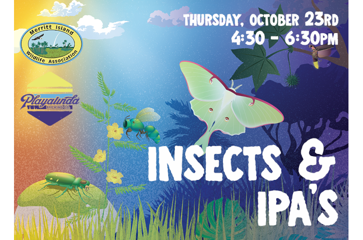 Insects & IPAs - Playalinda Brewing & Merritt Island Wildlife Association Banner