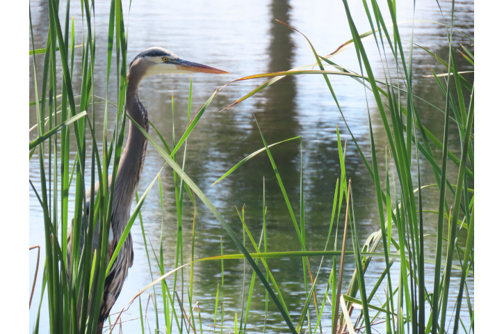 October Big (Birding) Day Photo
