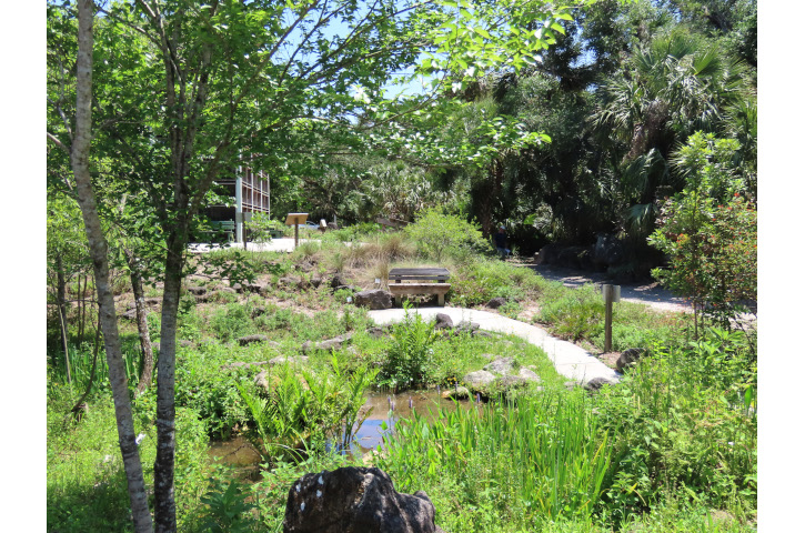 Forest Fun Day Photo